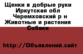 Щенки в добрые руки - Иркутская обл., Черемховский р-н Животные и растения » Собаки   